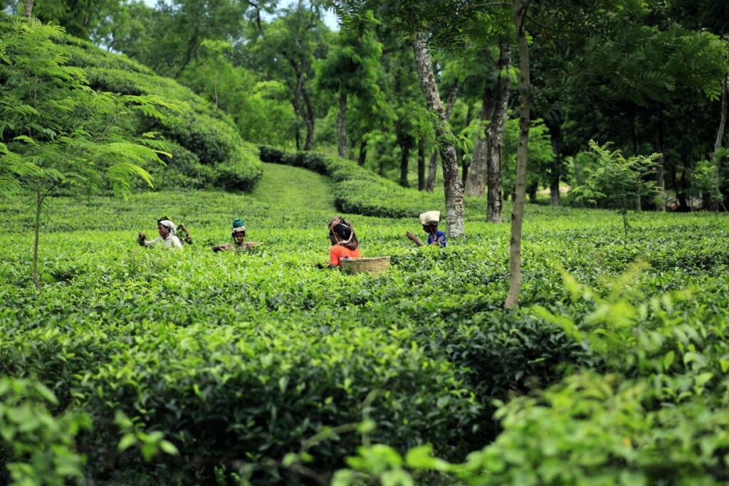 Hotel Booking Services in Bangladesh